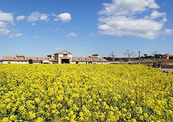 特集 季節のお花 Mirai ちょっと先のミライを探しに行こう