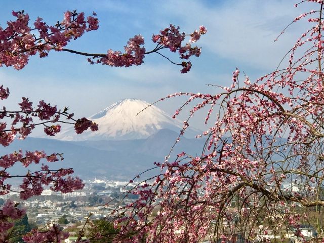 小田原 の 梅