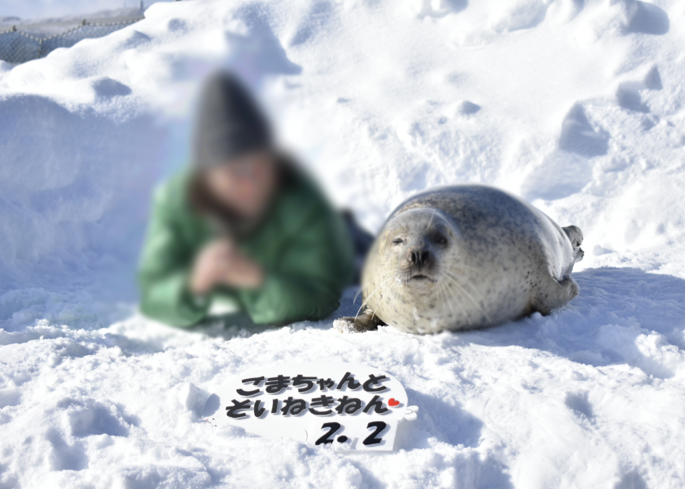 北海道 アザラシシーパラダイス ごまちゃんと幸せ添い寝体験22 Mirai ちょっと先のミライを探しに行こう