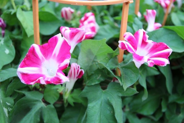 特集 季節のお花 Mirai ちょっと先のミライを探しに行こう 特集 季節のお花 Mirai ちょっと先のミライを探しに行こう