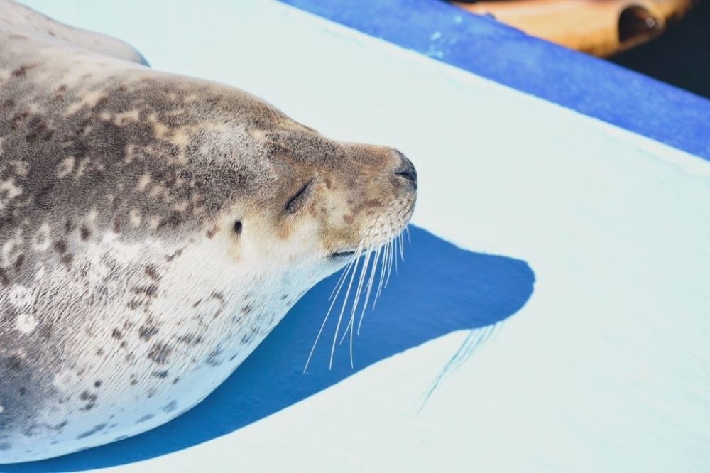 アザラシシーパラダイス6周年 緊急事態宣言の延長につき休館 イベントは中止となりました Mirai ちょっと先のミライを探しに行こう