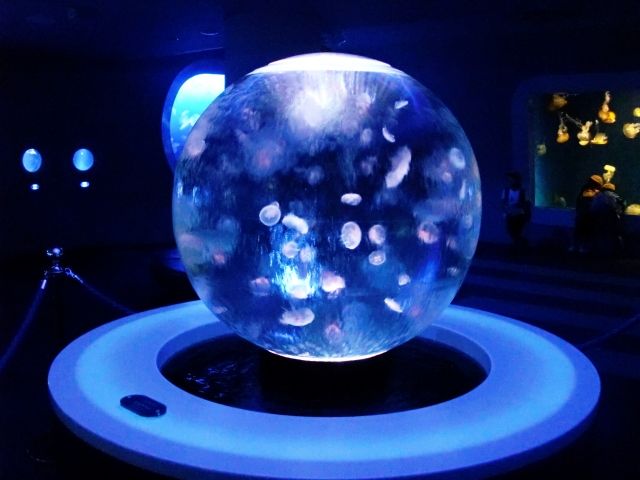 3月14日まで新江ノ島水族館で開催中「クラゲのスノードーム」｜MIRAI