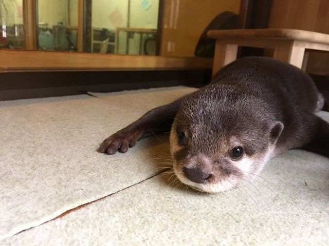 新江ノ島水族館「カワウソ～木漏れ日のオアシス～」OPEN記念イベント｜MIRAI ちょっと先のミライを探しに行こう